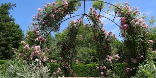 Glycines, des grimpantes faciles et résistantes. Comment Diriger Une Plante Grimpante