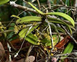 Image result for Rhipidoglossum