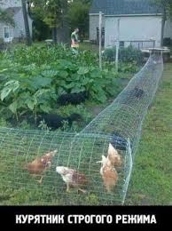 95 Odnoklassniki Beliebt Bilder Hinterhof Gemusegarten Diy Hinterhof Huhner Im Garten