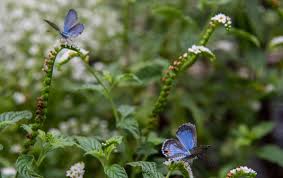 Miami Blue Butterflies Blue Butterfly History Photos Habitats