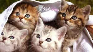 ruyada kedi gormek ne anlama gelir ruyada kedi gormek ne demek kedi blog