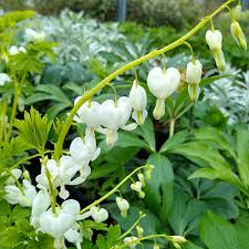 Image result for Dicentra spectabilis alba