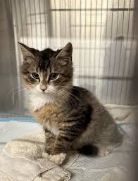 🚨 STRAY KITTEN — found