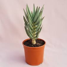 Image result for Asphodelaceae