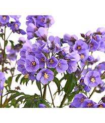 Pin Auf Garten
