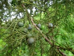 Image result for Juniperus procera