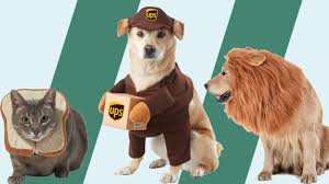 This fish taco costume is both unique and hilarious. Pet Halloween Costumes Cnn