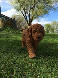 I have one red/apricot f1 golden doodle puppie hes fleed and wormed upto date had vet full health f1b goldendoodle pups for sale. Puppies Available Dark Red And Apricot Miniature Goldendoodle Breeder