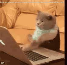 Cat Typing Gifs Tenor