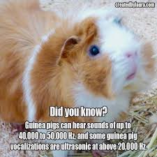 Pin On Guinea Pig Cages