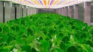 The built system and design criteria will be. Led Lighting Used In Worldwide Vertical Farms To Boost Local Food Supply Ledinside