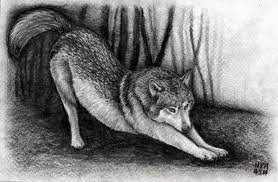 How To Draw A Realistic Wolf Step By Step Drawing Guide By Finalprodigy Dragoart Com The artist begins by drawing three circles faintly and connecting them with a line, representing the head and body of the wolf. how to draw a realistic wolf step by