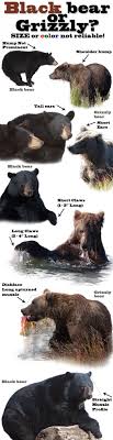 Black Bear Vs Grizzly Bear Size Grizzly Vs Black Bear Which Is It Bear Safety Black Bear Grizzly Bear