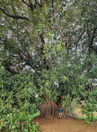 Image result for Ficus sansibarica