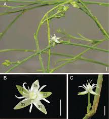 Bienvenido al upper east side. Floral Development And Anatomy Of Macarthuria Australis Macarthuriaceae Key To Understanding The Unusual Initiation Sequence Of Caryophyllales
