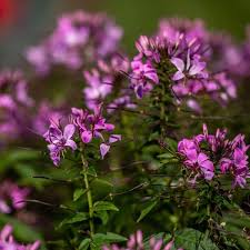 Image result for Cleome elegantissima