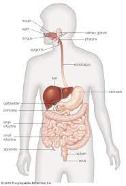 This Worksheet Is Based Upon The Britannica School Digestive System Article At The Bottom Of The Human Digestive System Human Body Organs Human Body Systems