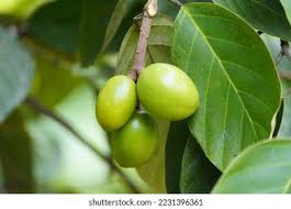 Image result for Icacinaceae