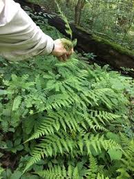 Image result for Macrothelypteris