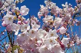 Maybe you would like to learn more about one of these? Evergreen Tree Guide At Portland Nursery And Garden Center