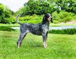 Blueticks are wonderful hunting dogs with a keen sense of smell. Bluetick Coonhound Dog Breed Profile Petfinder