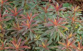 Image result for Euphorbia serratifolia