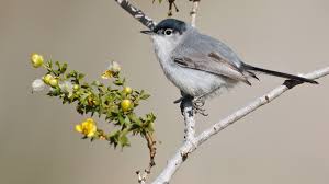 Image result for Gnidia hockii