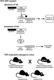 Using Knockout And Transgenic Mice To Study Neurophysiology And Behavior Physiological Reviews