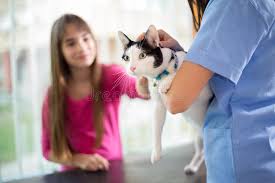 The staff is knowledgeable and helpful, they have an excellent range of diagnostic equipment and the environment is beautiful and calming. 927 Cat Girl Vet Clinic Photos Free Royalty Free Stock Photos From Dreamstime