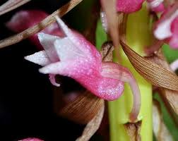 Image result for Lessertia macrostachya