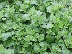 Image result for Tetragonia spicata