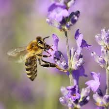 Honey bee pollinating manuka (leptospermum scoparium) pink flowers, california. 5 Bee Friendly Plants And Flowers For Your Garden How To Save The Bees