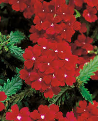 Image result for Verbena × hybrida