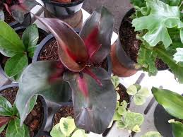 Philodendron Gardener 2013