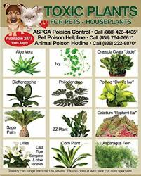 Indoor plant low light cat safe. Non Toxic Plants For Cats And Dogs