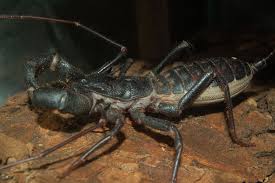 There are several varieties of stick like bugs. Thelyphonida Wikipedia