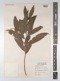 Image result for Campylospermum densiflorum