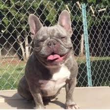 Perfect board for anyone who loves brindle frenchie #brindlefrenchie #brindlefrenchbulldog #frenchbulldog. Frenchie Color Genetics Tato S Frenchies South Florida S Best French Bulldogs