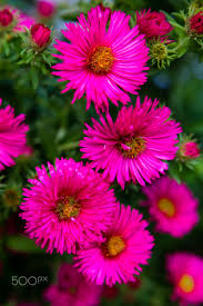Jardins Du Val Joanis Null With Images Planting Flowers Flowers Flower Garden