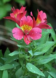 Същетвуват около 70 вида.в българия се. File Alstroemeria Jpg Wikipedia