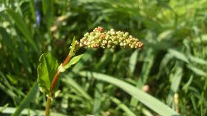 Image result for Rumex lanceolatus