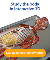 Visible Body Releases Human Anatomy Atlas 7 For Ipad And Iphone
