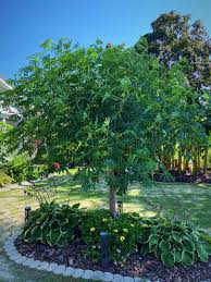 Image result for Manihot grahamii