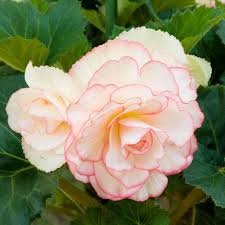 Image result for Begonia princeae