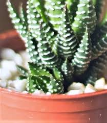 Not all cacti produce offshoots. Succulents Archives The Girl With A Shovel