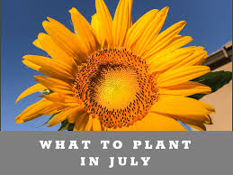 Month to month guide to vegetable gardening. What To Plant In Your Arizona Low Desert Garden In July Yardibles