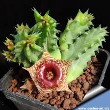 Image result for Huernia zebrina