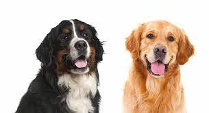 Sehen sie die ergebnisse für golden retriever tierheim in gunzenhausen Bernese Mountain Dog Golden Retriever Mix Breed A Complete Guide Golden Mountain Dog Golden Retriever Mix Puppies Bernese Mountain Dog Golden Retriever Mix