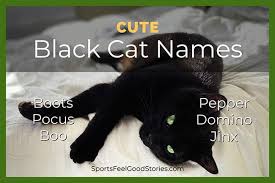 We've even got some ironic ideas. 137 Good Black Cat Names To Name Your Pet Both Girl Boy Choices