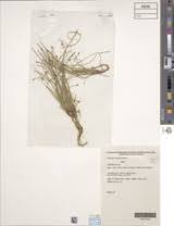 Image result for Eleocharis minuta